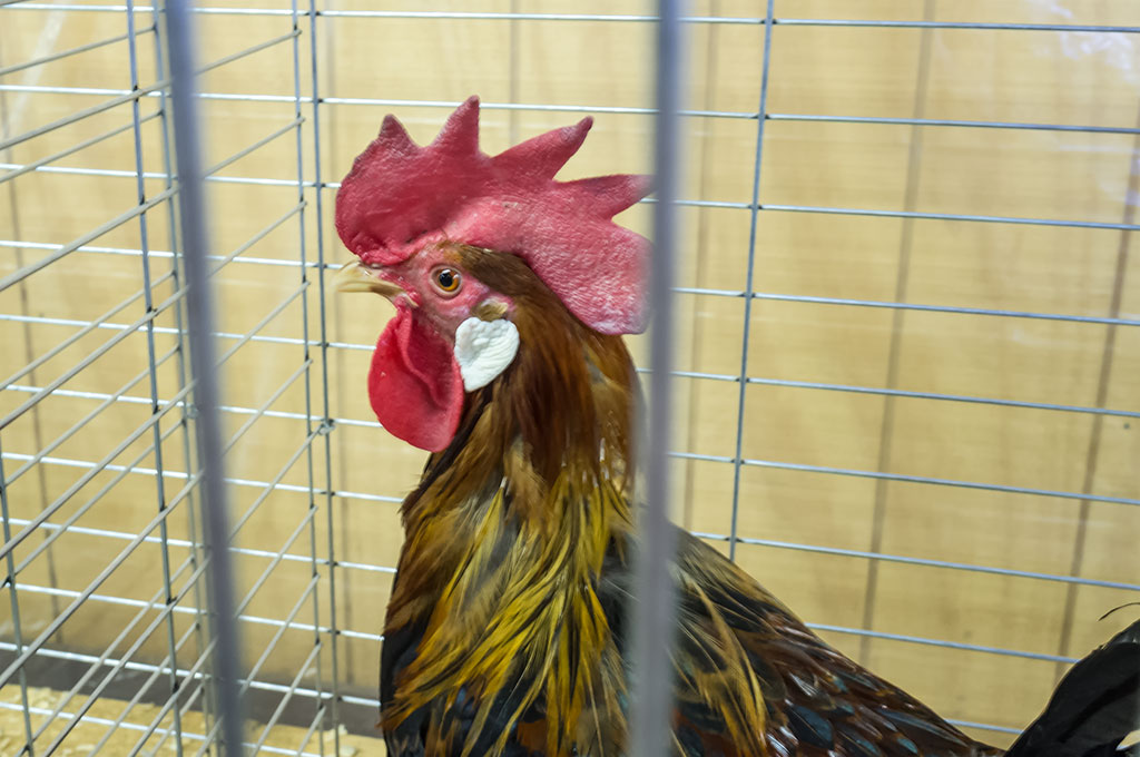 Chicken at the York Fair