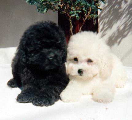 Poodle puppies Pictures