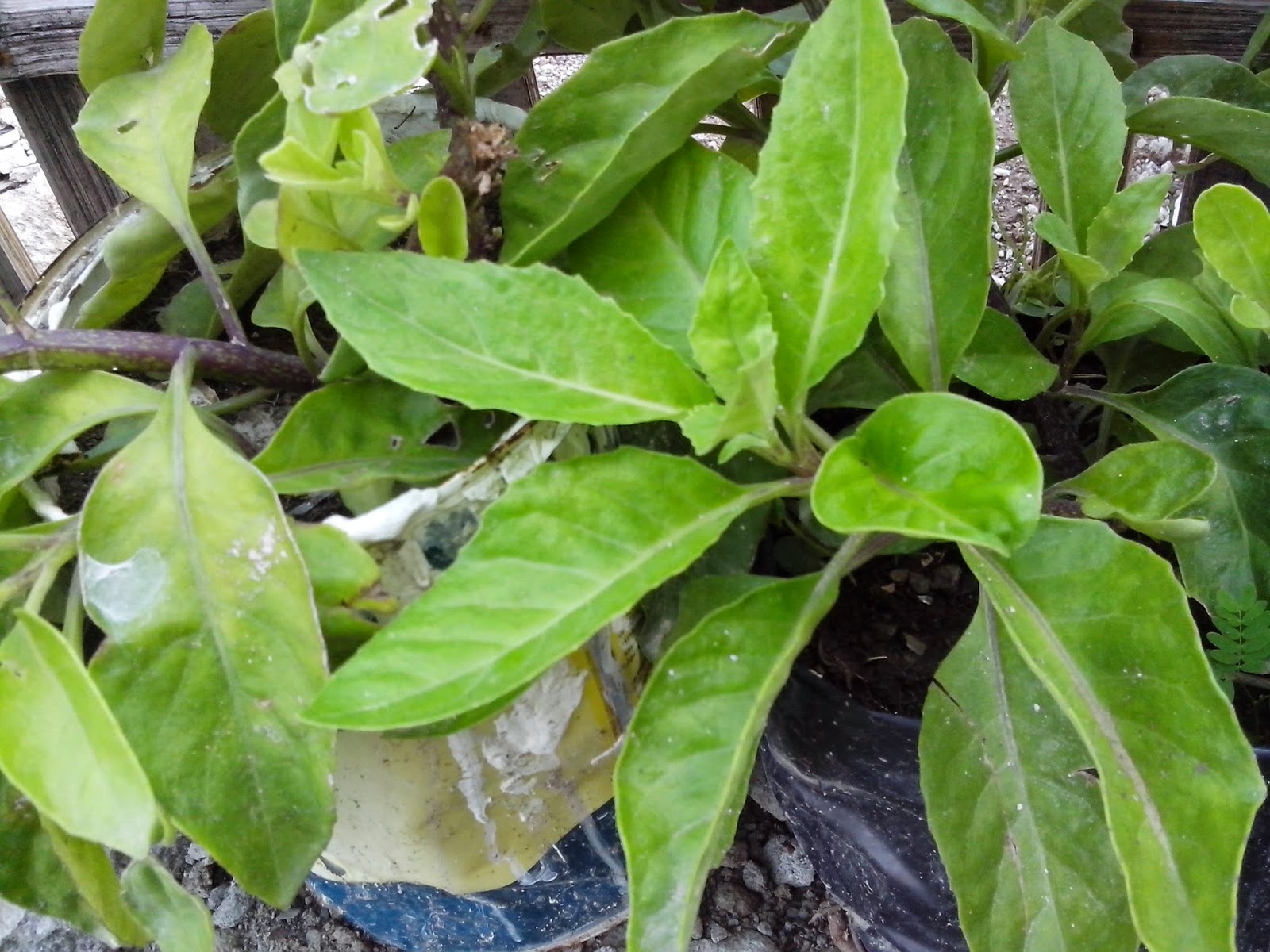 Green Leaf GYNURA PROCUMBENS