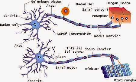 Neurit akson berfungsi untuk atau âˆš Fungsi