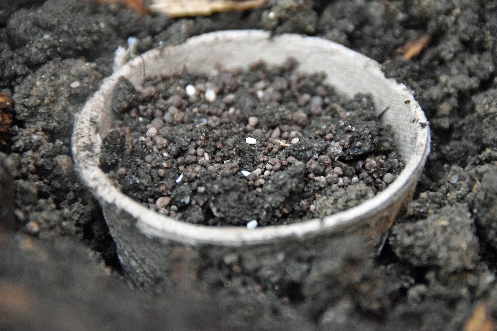 Southern Peony 2016 Planting First Intersectional Peony Seeds