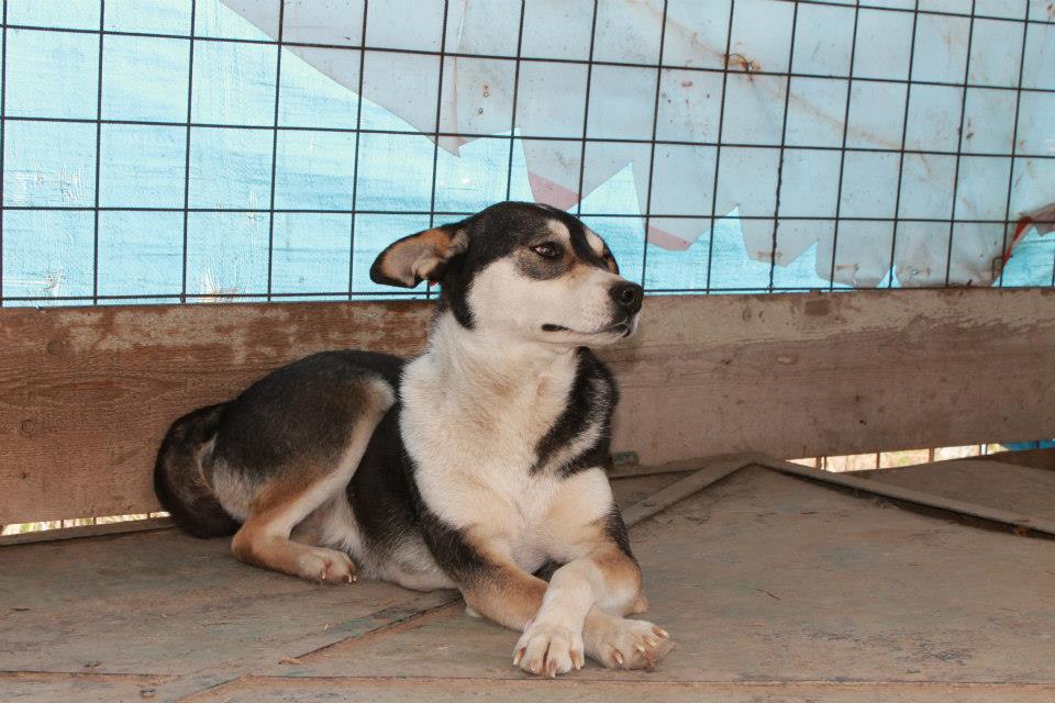 Adopting a Romanian Dog. Romanian Emergency Dog Rescue