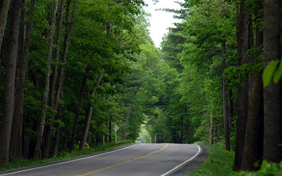 George Washington National Forest Jungle Road Nature Background HD Wallpaper for Laptop Widescreen