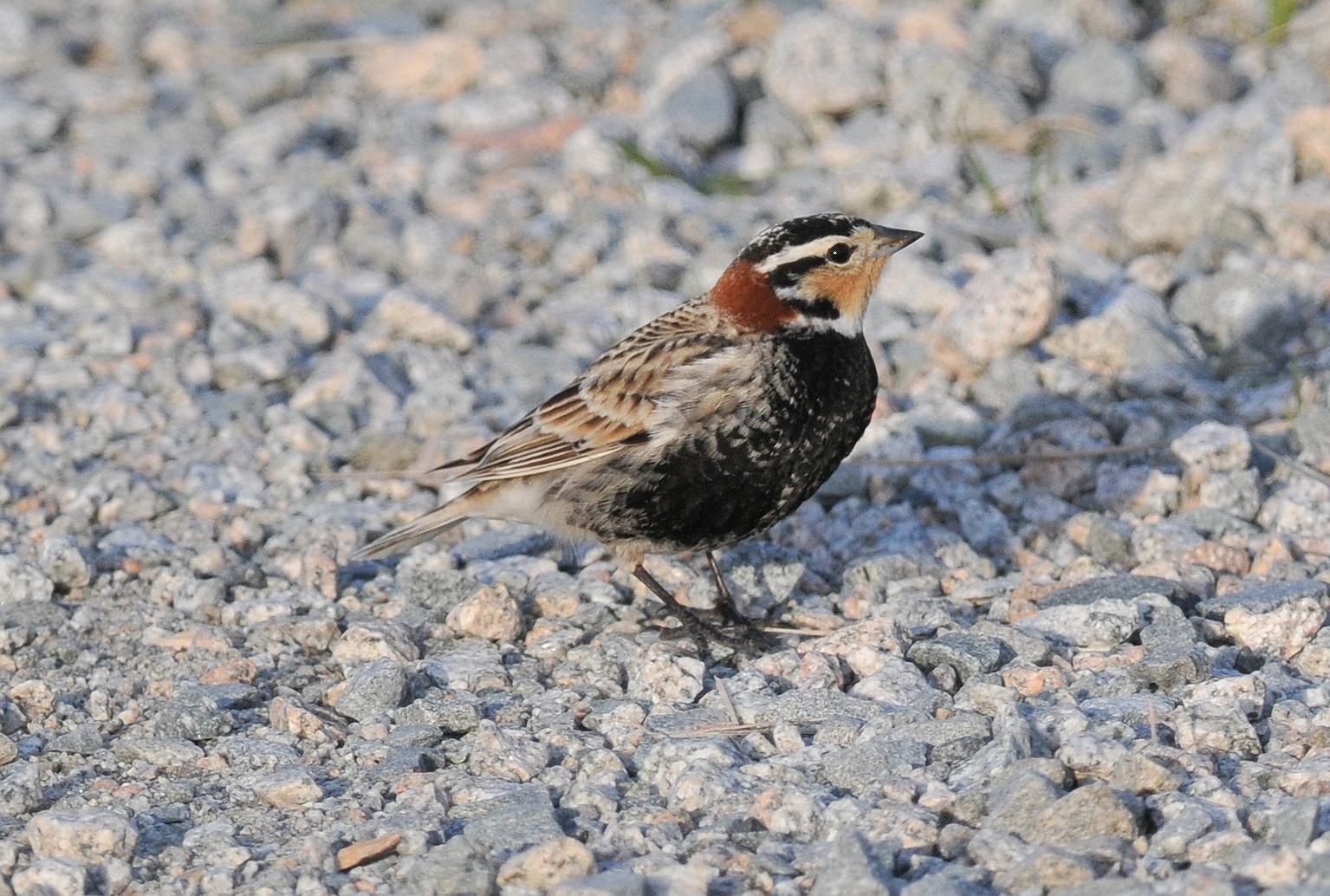 BC Rare Bird Alert May 7CHESTNUTCOLLARED LONGSPUR
