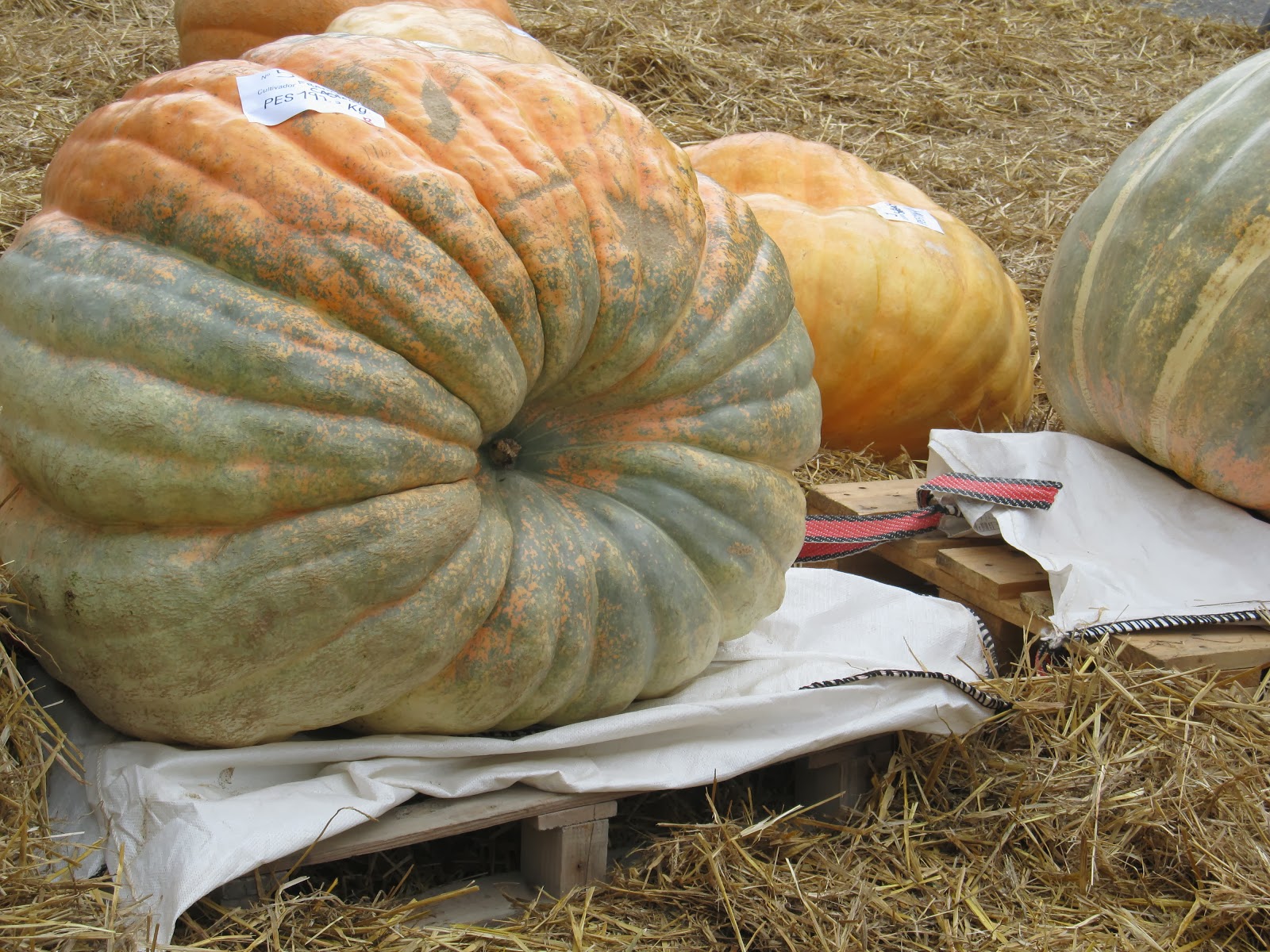 CALABAZAS...