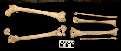 Analysis confirms skeleton belongs to Philip II