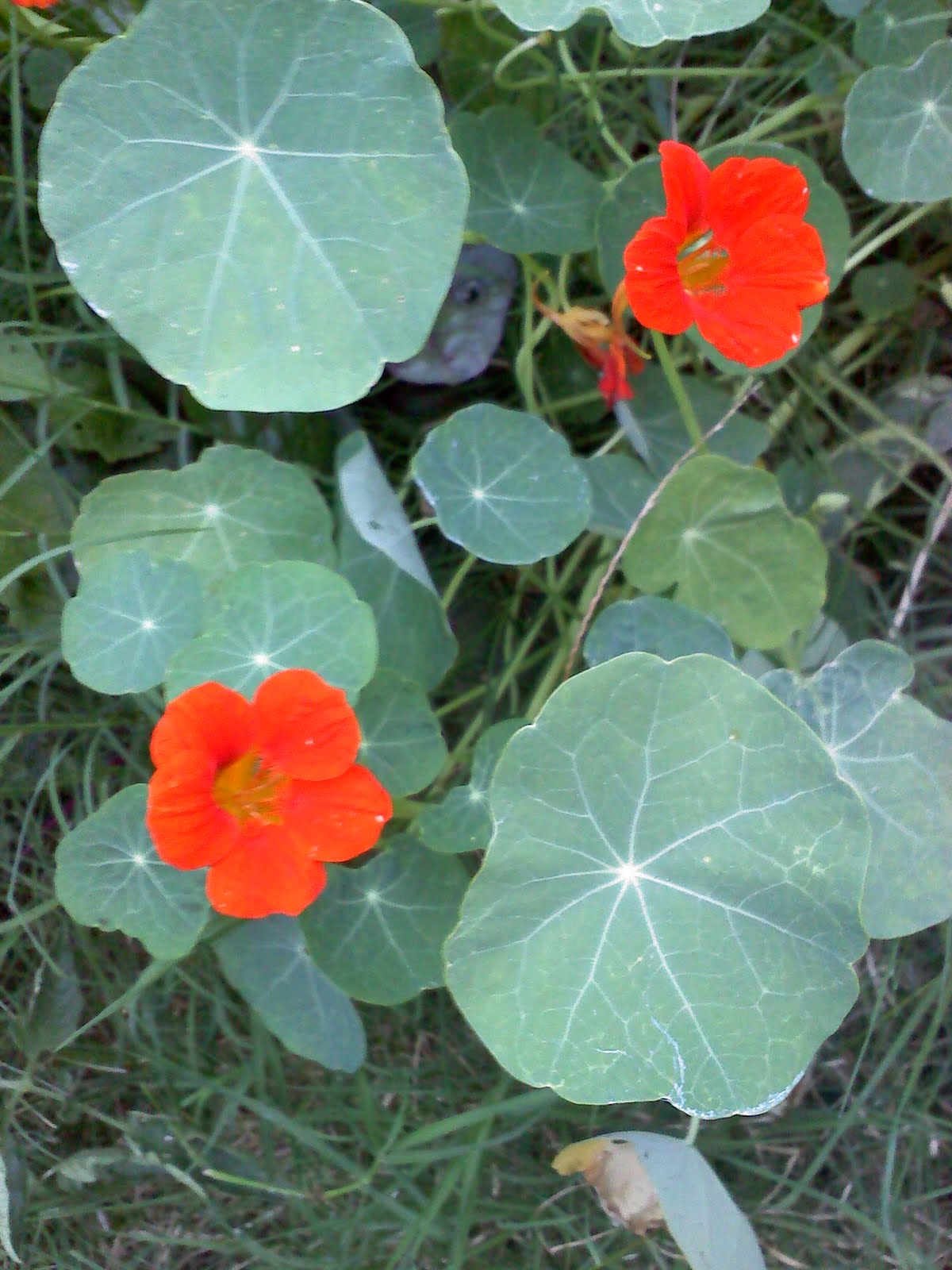 Jenn's Gardening Spot A Container Garden Journey...It's Seed GROW time