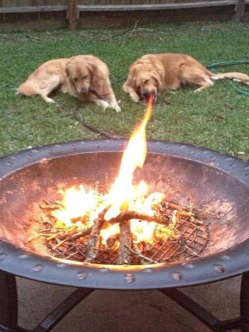 Semburan Api Anjing