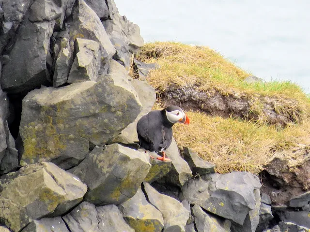 Puffin on the rocks near Iceland's Dyrhólaey Peninsula on the South Coast