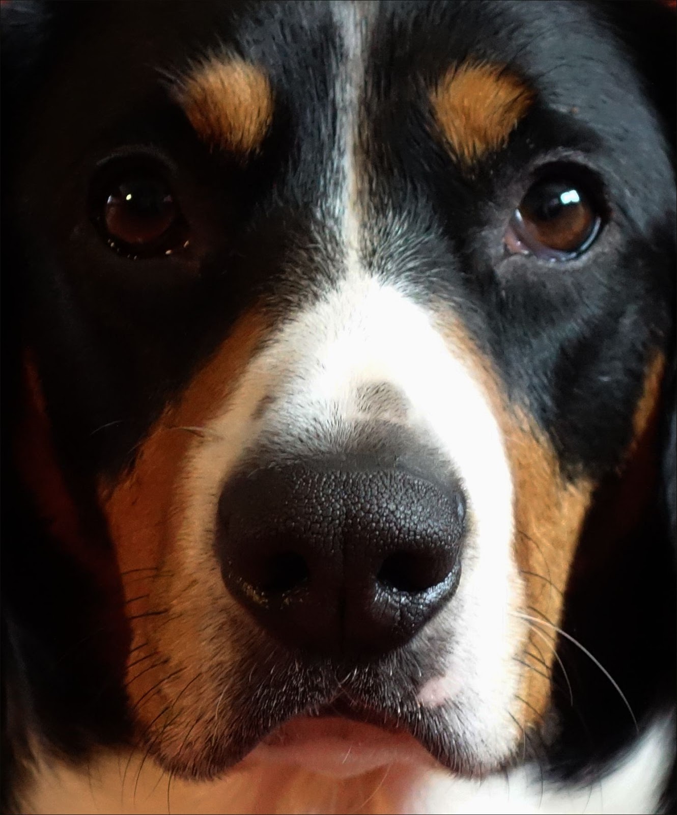 Aus dem Leben eines Entlebucher Sennenhundes Februar, bald ist wieder