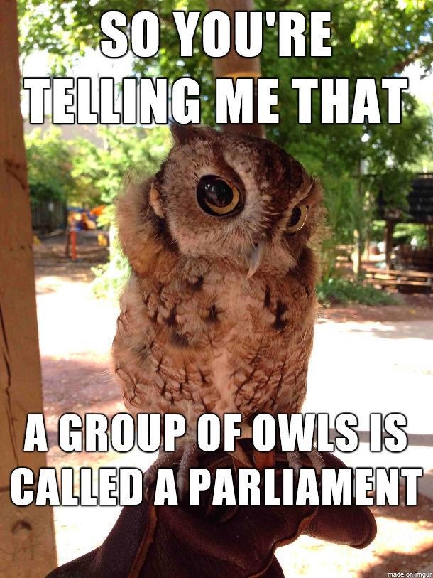 A Group Of Owls Is Called A 2