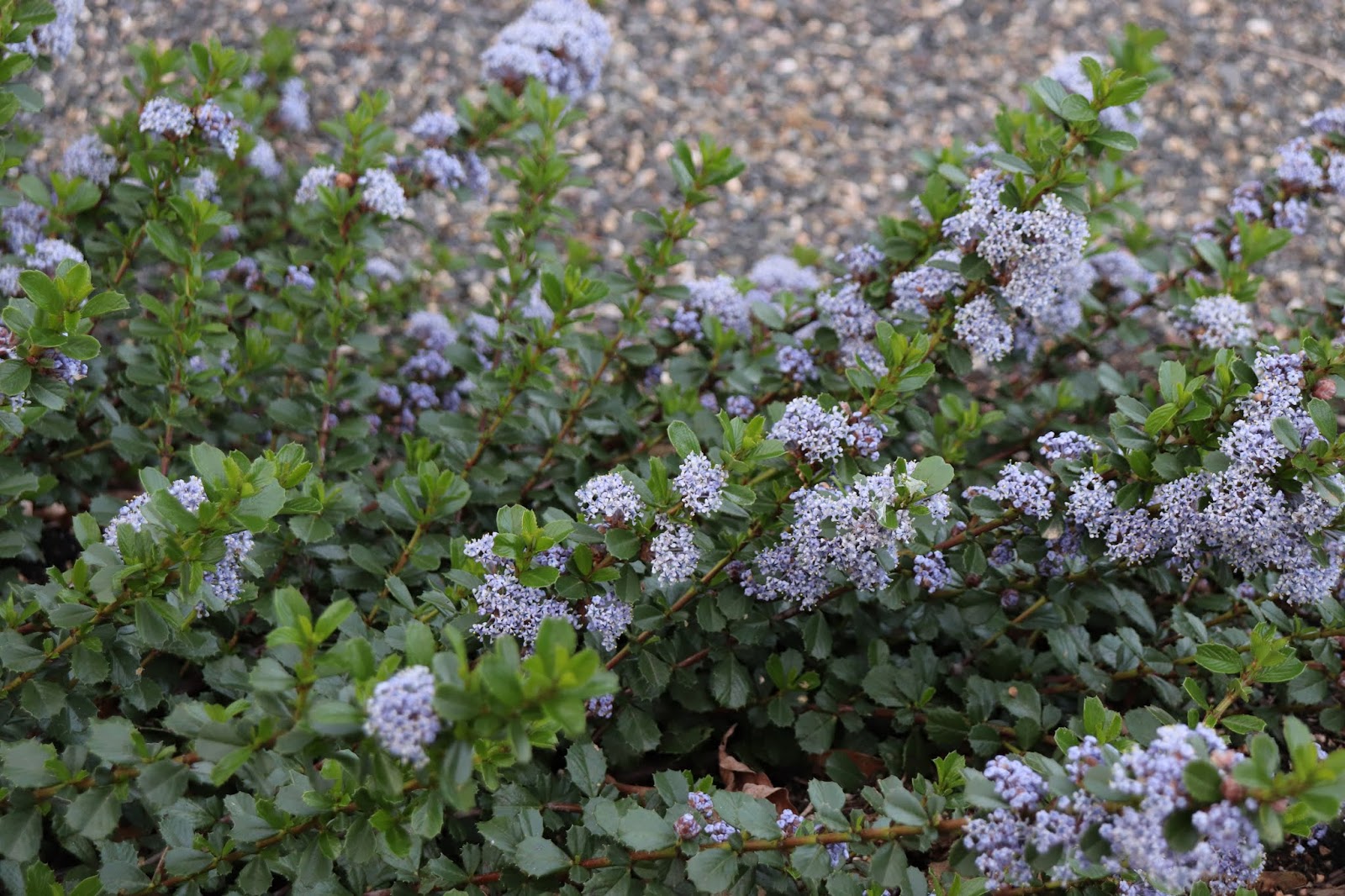 Plant Preview Consider Cotoneaster As A Groundcover