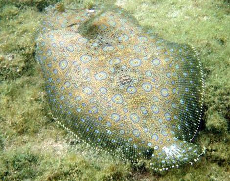 павлинья камбала. пресноводная камбала в аквариуме. среда обитания касбола. камбала черноморская. камбала адаптация.