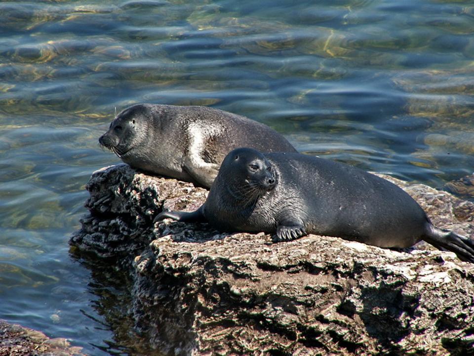 Животные озера байкал Животные озера байкал