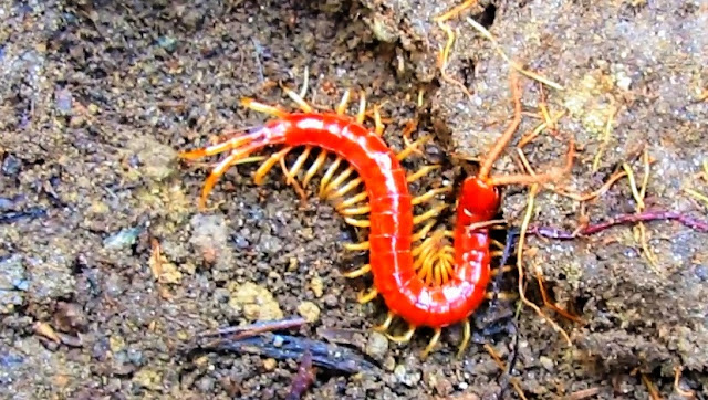 Red Centipedes (Scolopocryptops sexspinosus)