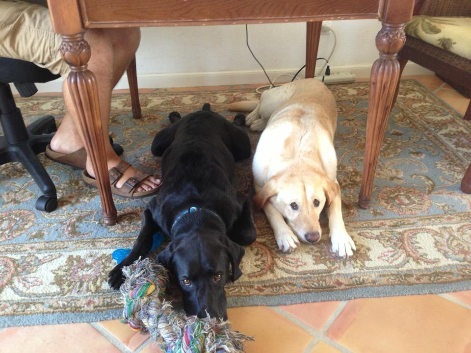 Life In the Virgin Islands Life on the Rock! Adopting Another