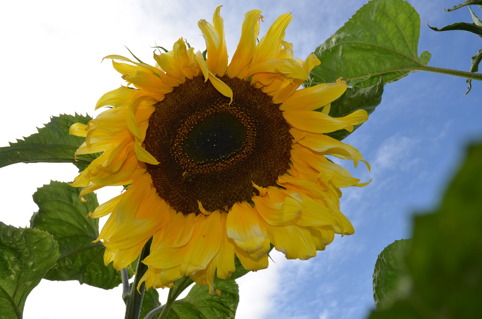 Galanthus : Sunflower Screensaver, Clumber Park Walled Garden, 31st