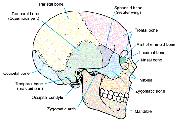 bone markings of the skull bone markings of the skull