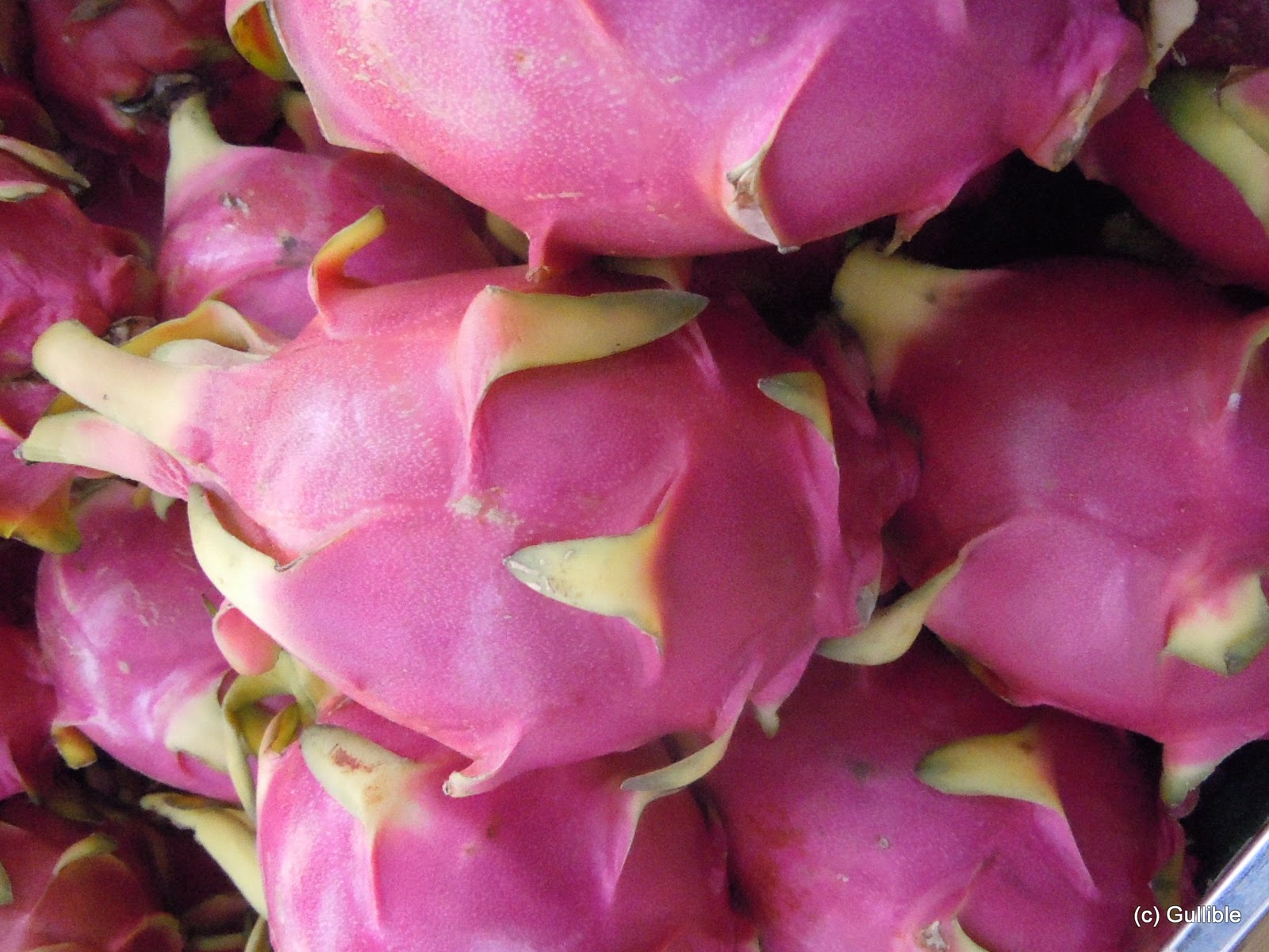 Gullible's Travels: The View from the Back of the Bus, Part 1, Tibetan