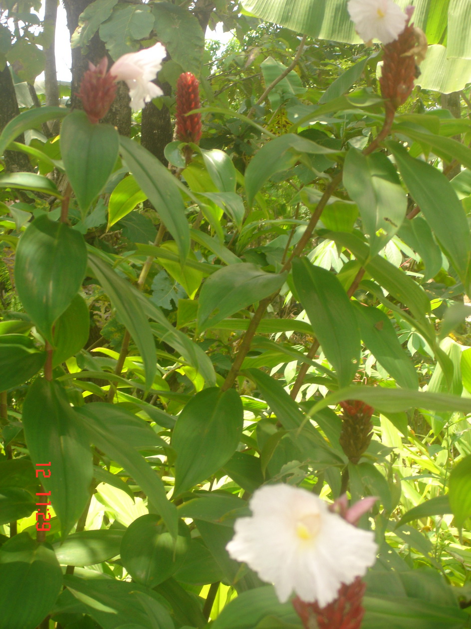 Kembang Duren Jenenge Mencari Soal