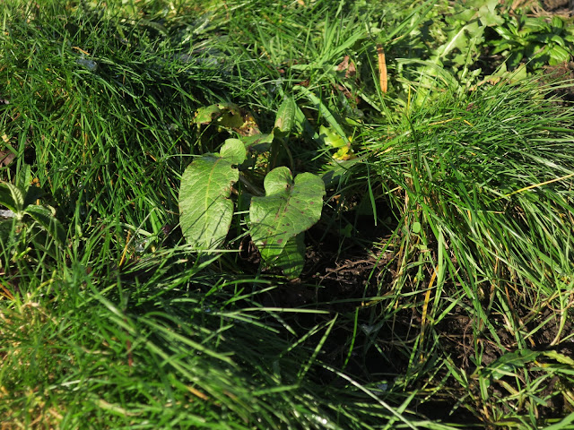 Dock on rough ground with clumps of tough grass.