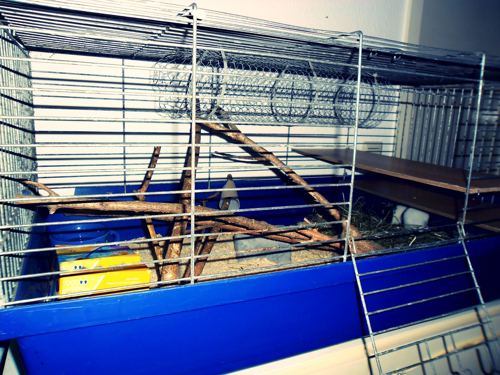 myheartbeatsforbeauty: Kleines Rattenparadies :)