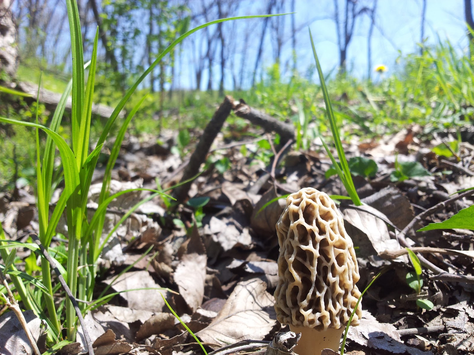 Outdoors Weather Guide MidMay Morels