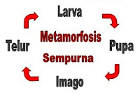  Jenis metamorfosis dalam dunia Biologi terdapat dua jenis yaitu metamorfosis sempurna dan Pengertian Metamorfosis Sempurna