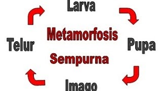 Pengertian Metamorfosis Sempurna
