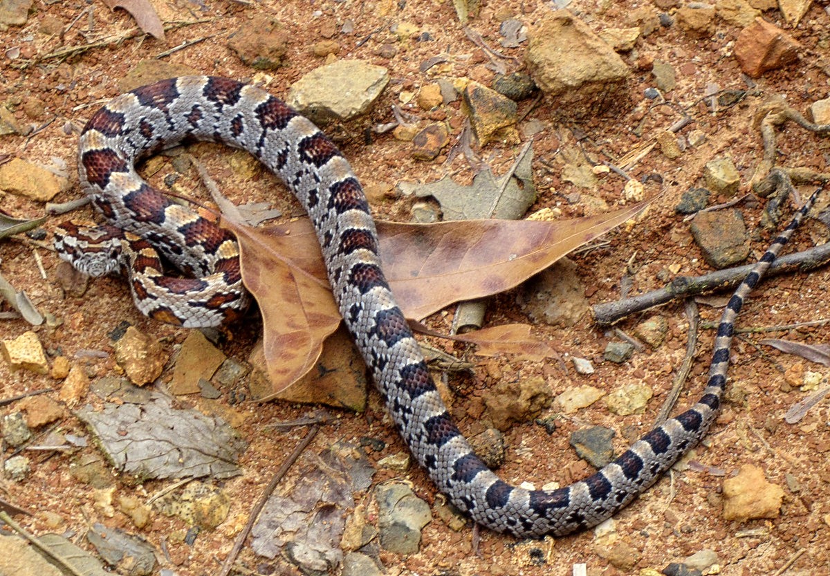 Gary's Outdoor Wanderings2 A FRIGHTENING MOMENT FOR THE DOGS unfounded