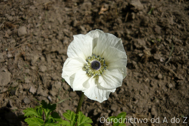 Zawilec wieńcowy Anemone coronaria