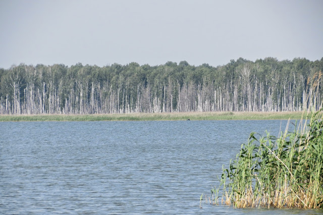 Берёзовый лес на противоположном берегу озера Яу-Балык