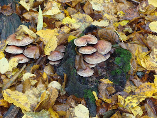 Hypholoma fasciculare DSC48253