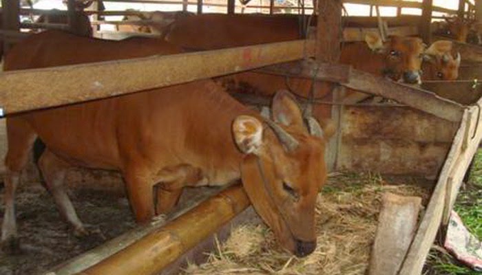 Bantuan Sapi Bergulir Dijual, Kepala Desa Digugat Warga