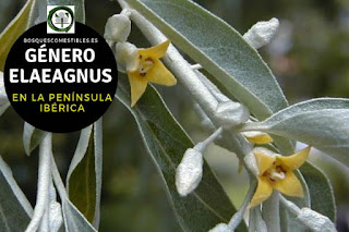 El genero Elaegnus son arboles caducifolios, que pueden alcanzar hasta 7 ó 10 m. de altura