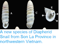 http://sciencythoughts.blogspot.co.uk/2015/11/a-new-species-of-diapherid-snail-from.html