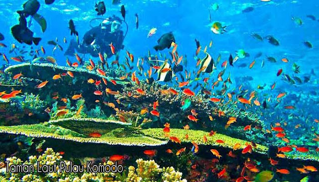Taman Laut Terindah Di Indonesia  