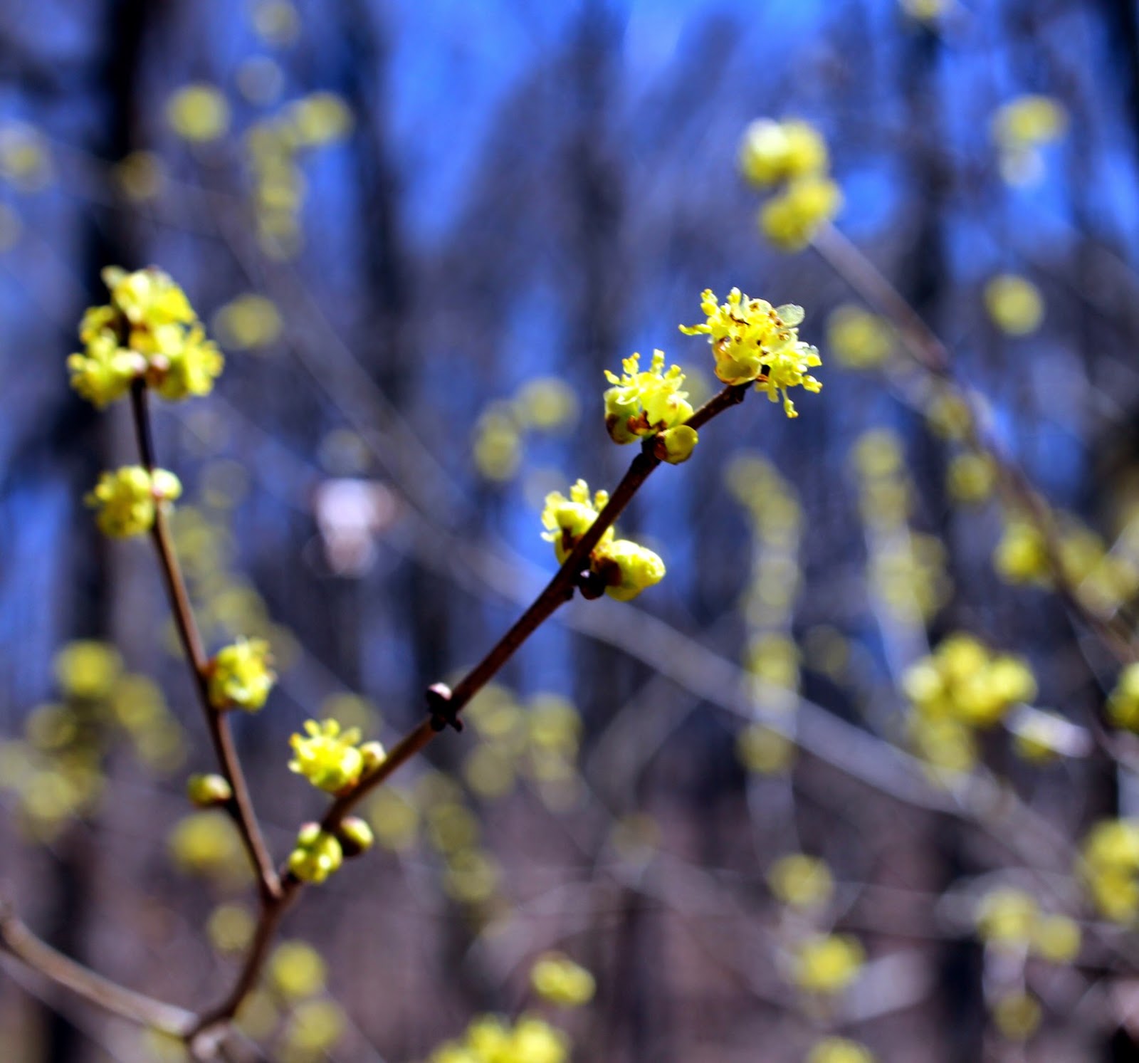 Appalachian Journal Bloodroot and Spicebush Wildflowers
