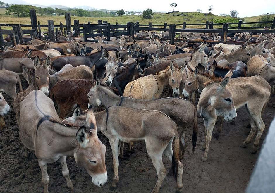 Jumentos podem ser extintos em quatro anos, diz juíza que proibiu abates