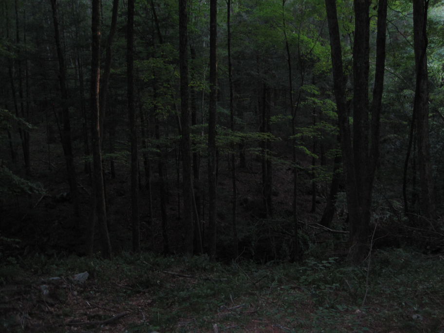 Дадлитаун город призрак. Трава в лесу. Enter forest. Лес фон. Ухоженный лес.