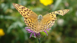 Argynnis (Argynnis) paphia female DSC45961