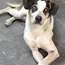 Morte de cão agredido por funcionário gera revolta contra Carrefour