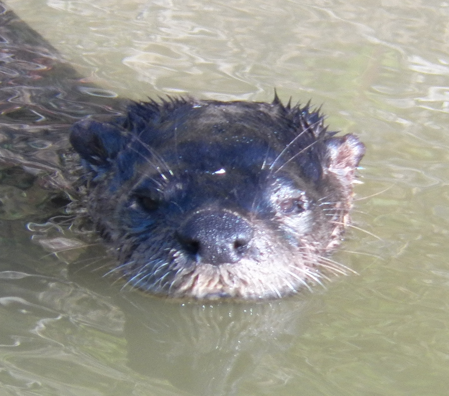 My Backyard Otters in the Pond