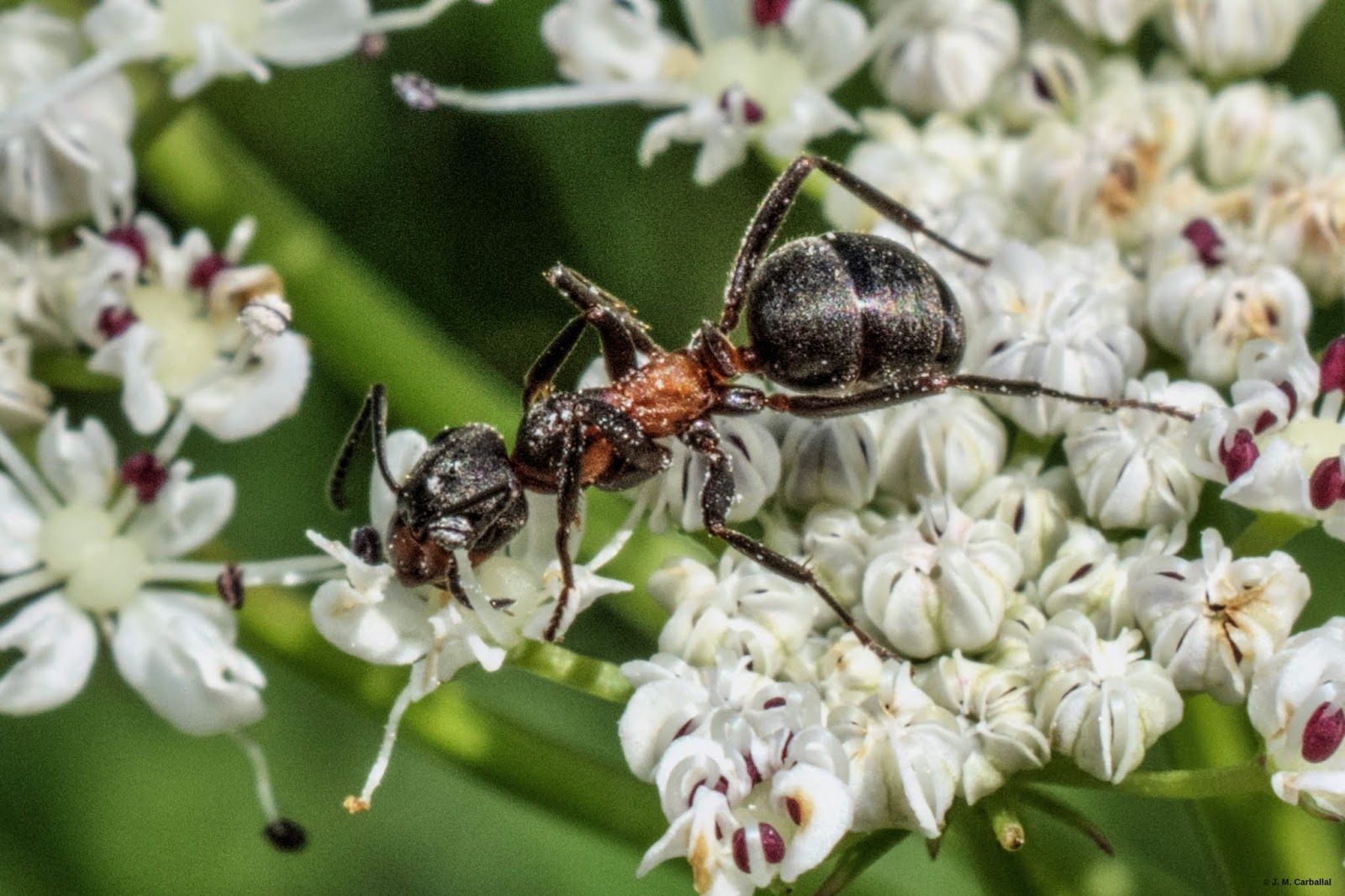 El Blog de Isa y Juan Formica pratensis