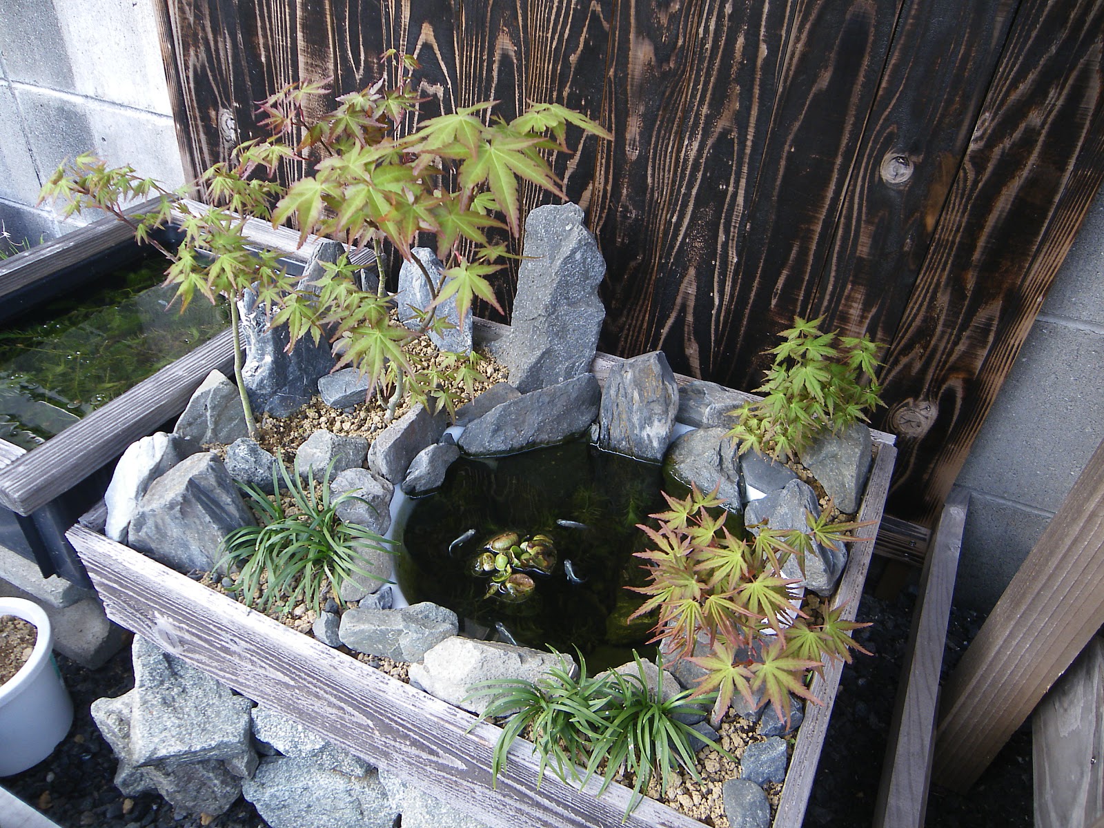 水草や樹木を楽しむことのできる季節になりました メダカも元気一杯です メダカの大工