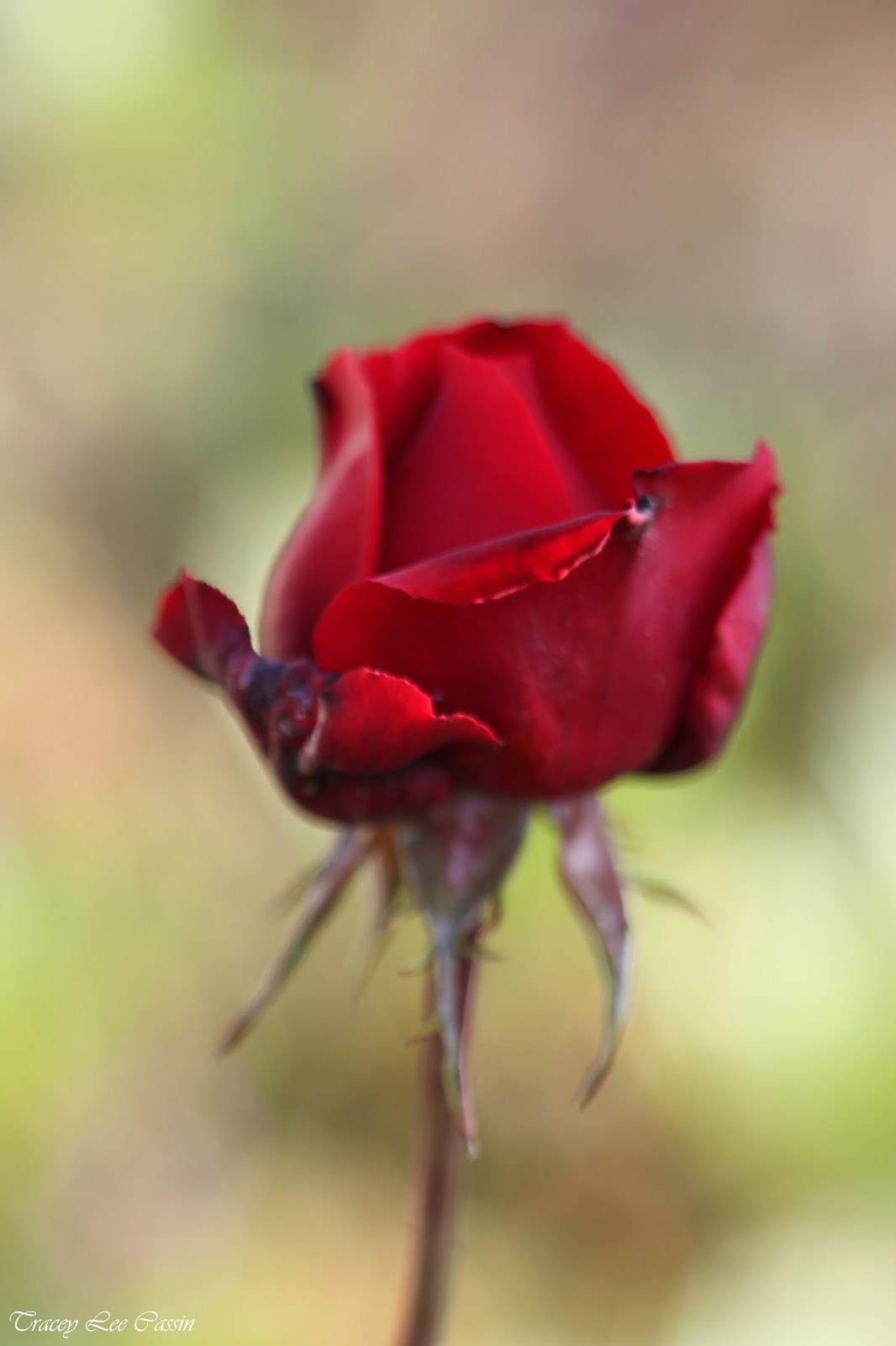 Red Rose Screensaver...