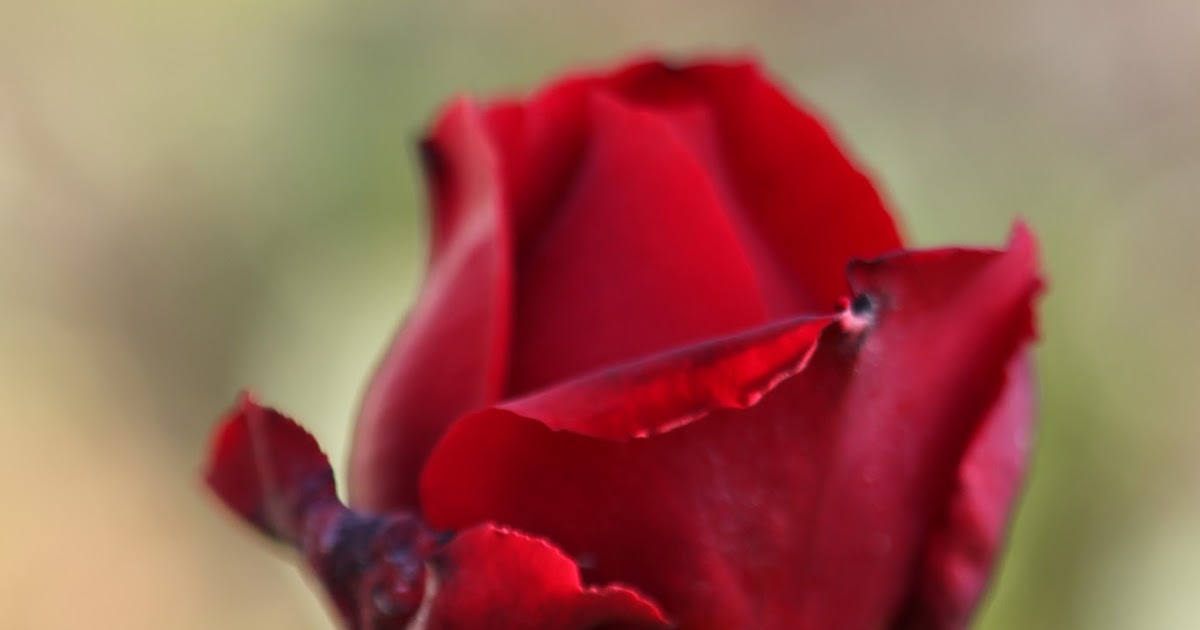 Red Rose Screensaver...