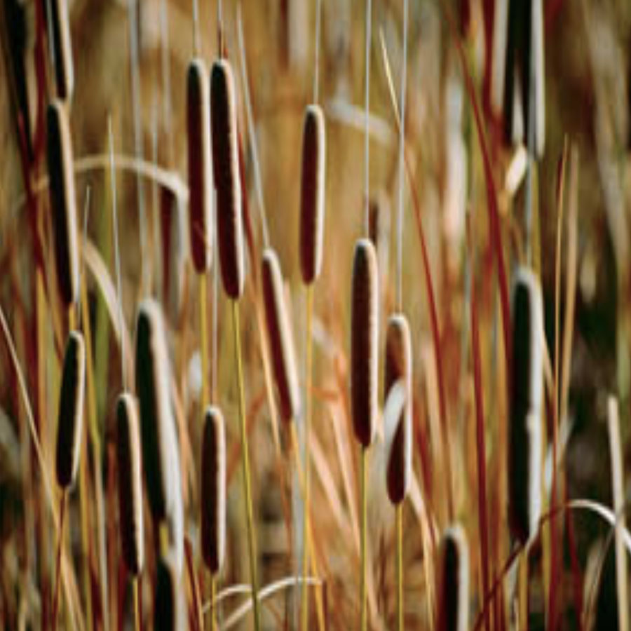 WILLOWWEAVERS TASMANIA: RUSH SEAT WEAVING: An Australian Perspective