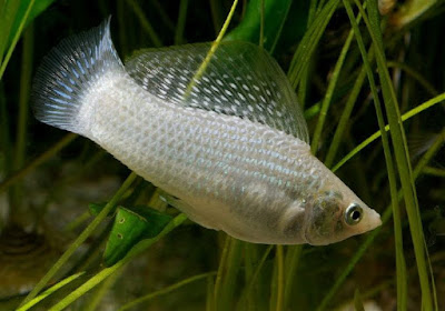 Ikan Hias Akuarium Tanpa Oksigen Ikan Hias Akuarium Tanpa Oksigen