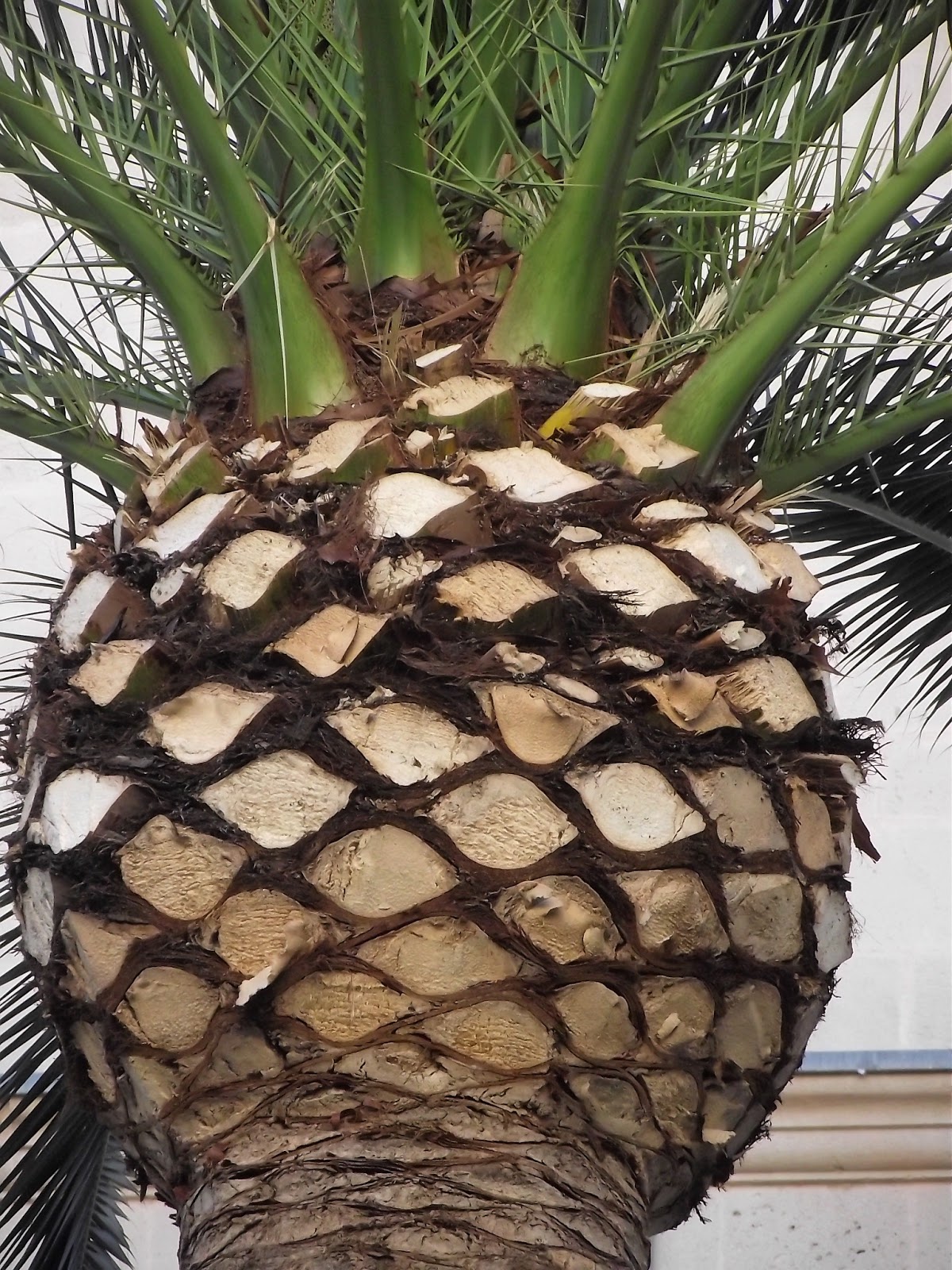 Fruit Trees Home Gardening Apple, Cherry, Pear, Plum Palm Tree With